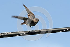 Young Swallow in Flight