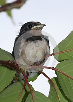 Young swallow ( hirunda rustica ) in tree