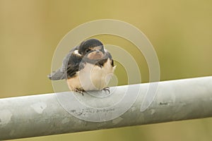 A cute young Swallow Hirundo rustica perching on a metal pole in the UK. It is waiting for the parents to come back and feed it.
