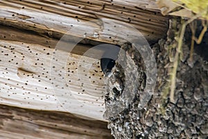 Young swallow looks out of the nest