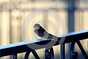 A young swallow