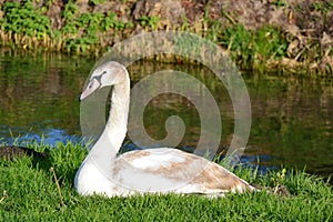 Young swan