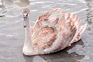 Young swan with broun feathers