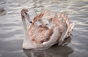 Young swan with broun feathers