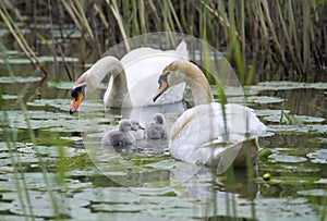 Young swan family