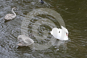 Young swan in family on a river water