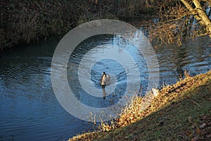 A young swan that has not flown to warmer climes winters on the Wuhle River. Berlin, Germany