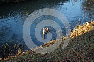 A young swan that has not flown to warmer climes winters on the Wuhle River. Berlin, Germany