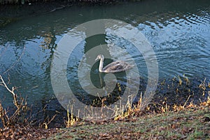 A young swan that has not flown to warmer climes winters on the Wuhle River. Berlin, Germany