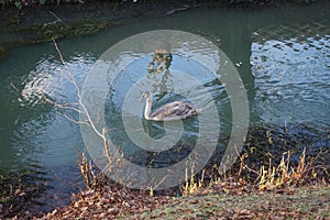A young swan that has not flown to warmer climes winters on the Wuhle River. Berlin, Germany