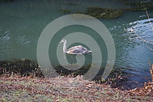 A young swan that has not flown to warmer climes winters on the Wuhle River. Berlin, Germany