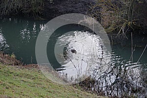 A young swan that has not flown to warmer climes winters on the Wuhle River. Berlin, Germany