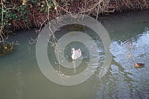 A young swan that has not flown to warmer climes winters on the Wuhle River surrounded by mallard ducks. Berlin, Germany