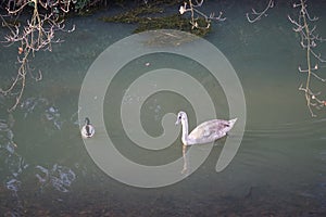 A young swan that has not flown to warmer climes winters on the Wuhle River surrounded by mallard ducks. Berlin, Germany