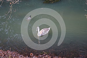 A young swan that has not flown to warmer climes winters on the Wuhle River surrounded by mallard ducks. Berlin, Germany