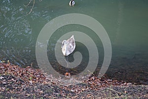 A young swan that has not flown to warmer climes winters on the Wuhle River surrounded by mallard ducks. Berlin, Germany