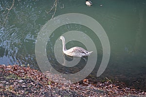 A young swan that has not flown to warmer climes winters on the Wuhle River surrounded by mallard ducks. Berlin, Germany