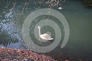 A young swan that has not flown to warmer climes winters on the Wuhle River surrounded by mallard ducks. Berlin, Germany