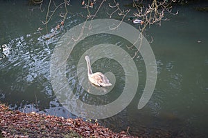 A young swan that has not flown to warmer climes winters on the Wuhle River surrounded by mallard ducks. Berlin, Germany