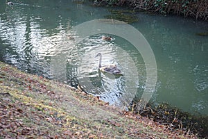 A young swan that has not flown to warmer climes winters on the Wuhle River surrounded by mallard ducks. Berlin, Germany