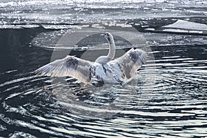 Young swan on a lake with ice floes