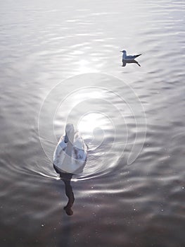 a young swan on a lake in a pool of sunlight