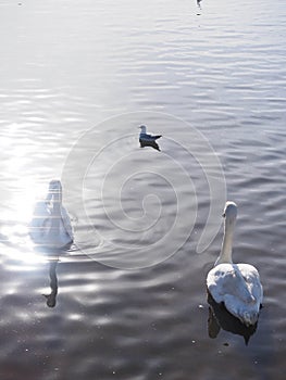 a young swan on a lake in a pool of sunlight