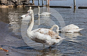 Young swan on Lake Zurich in Switzerland