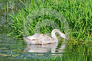 Young swan looking for food in the coastal grass