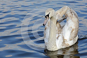 Young Swan, Prague, Czech Republic, Europe