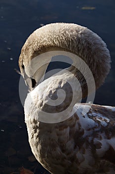 Young swan