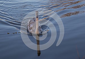 Young swan swiming in a lake at sunset with golden lights on the water