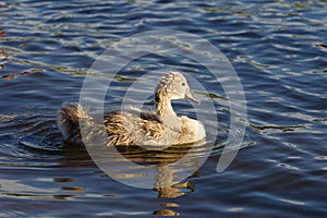 The young swan is swimming in the lake