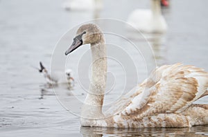 Young swan swims