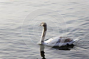 Young swan with white-brown plumage swims on the lake, the feathers are first brown and then change color during growth to white,