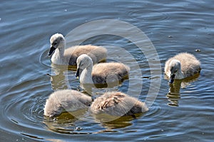 Young swans with dive