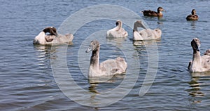 young swans with gray down instead of feathers floating on the lake