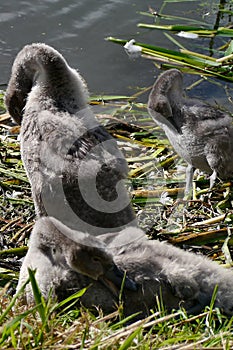 Young swans at nesting site