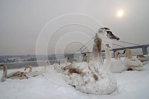 Young swans are resting on the snow by the river