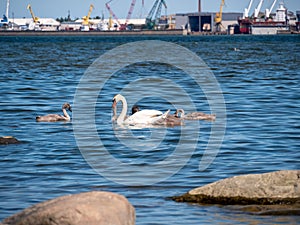 Young swans on the sea