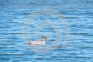 Young swans on the sea