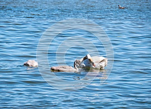 Young swans on the sea