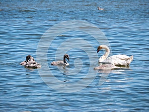 Young swans on the sea