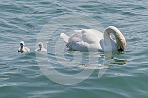 Young swans