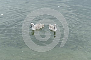 Young swans