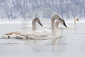 Young swans swimming during the winter