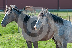 Young Swedish Warmblood horses