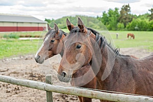 Young Swedish Warmblood horses