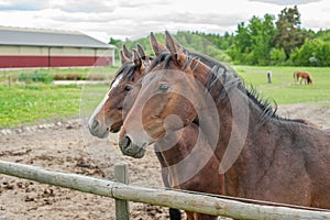 Young Swedish Warmblood horses