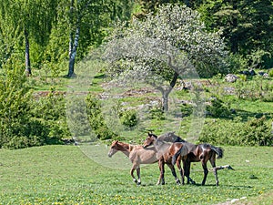 Young Swedish Warmblood horses during spring in Ostergotland